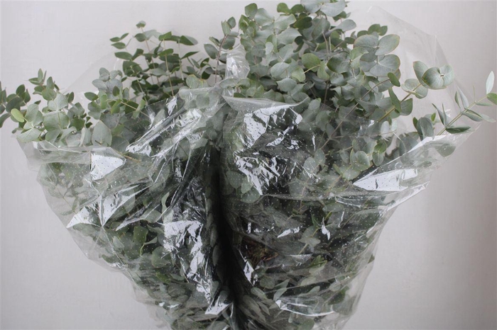 <h4>Euca Cinerea 200gr P Bunch</h4>