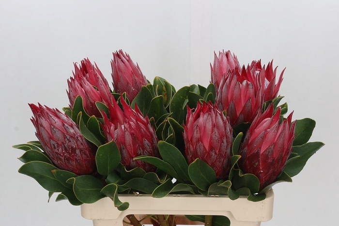 <h4>Protea Cynaroides Madiba</h4>