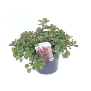 Sedum spurium Purple winter
