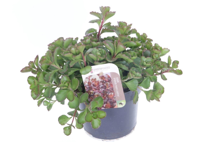 <h4>Sedum spurium Purple winter</h4>