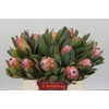 Protea Susara