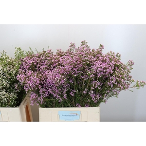 Chamelaucium Pirouette