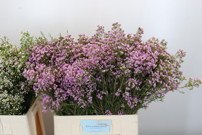 <h4>Chamelaucium Pirouette</h4>
