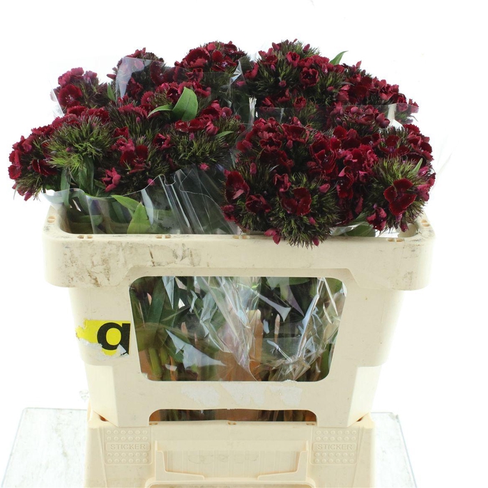 <h4>Di Barb Kiwi Dark Red</h4>