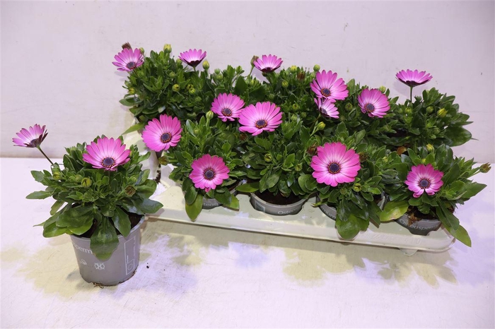 <h4>arr8 Osteo Fp Pink + Eye</h4>