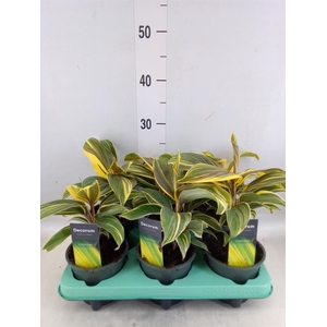 Cordyline fruti. 'Chocolate Queen'