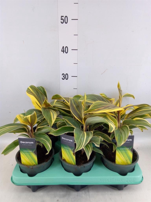 <h4>Cordyline fruti. 'Chocolate Queen'</h4>