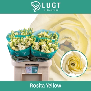 EUS G ROSI YELLOW