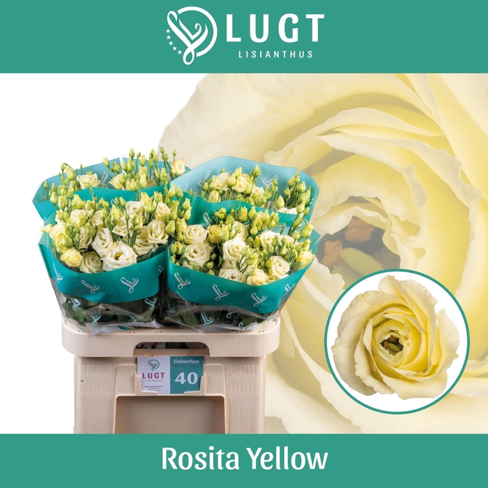 <h4>EUS G ROSI YELLOW</h4>