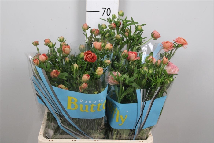 <h4>Ran Butterfly Eris</h4>