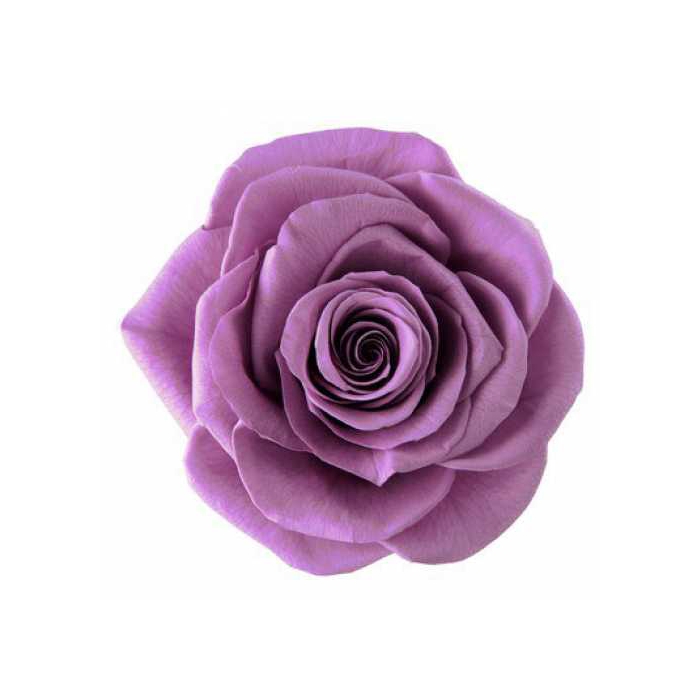 <h4>Rose Monalisa Lilac</h4>