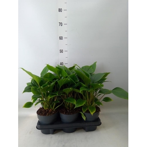 Homalomena rubescens  'Emerald Gem'