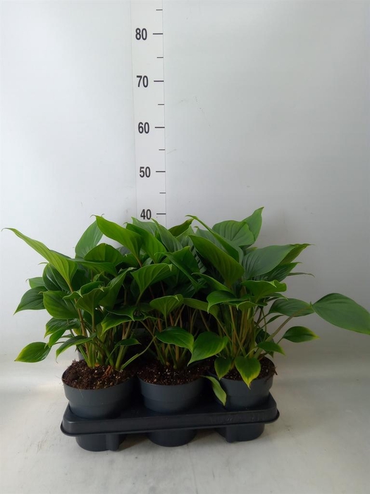 <h4>Homalomena rubescens  'Emerald Gem'</h4>