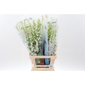 Delph Du C Wh Shades