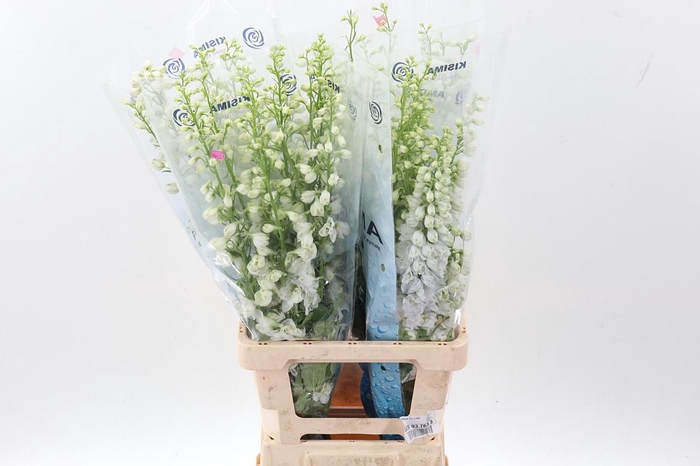 <h4>Delph Du C Wh Shades</h4>