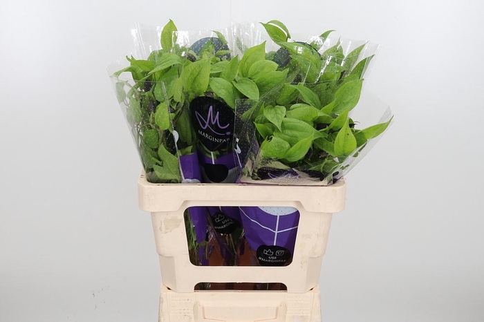 <h4>Clem Amazing Havana</h4>