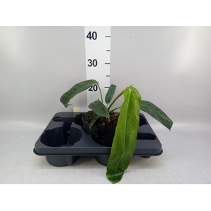Philodendron   ...
