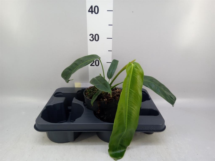 <h4>Philodendron   ...</h4>