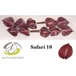 Anthurium Safari