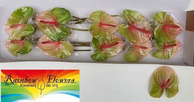 <h4>ANTH AVO DANIELLE</h4>