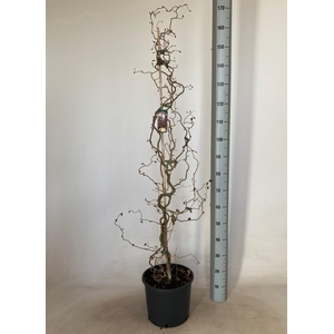 CORYLUS RED MAJESTIC