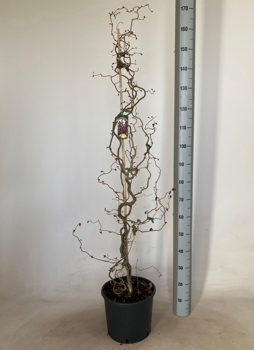 <h4>CORYLUS RED MAJESTIC</h4>