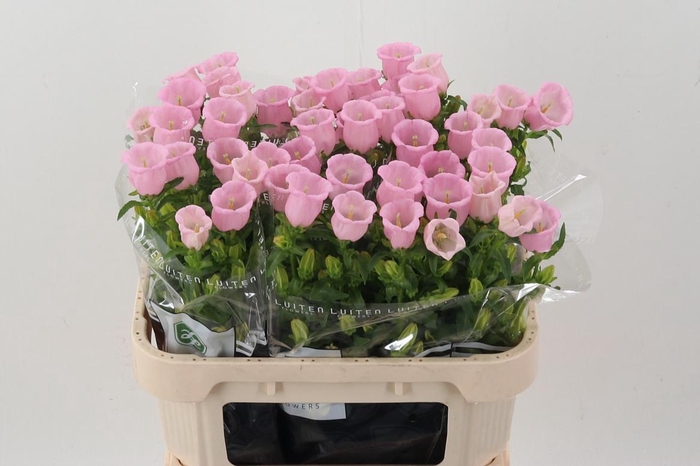 <h4>Camp M Pearl Pink</h4>