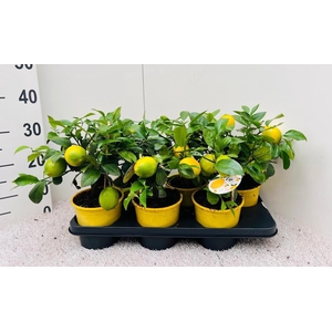 Citrus meyeri Lemon medi-stem