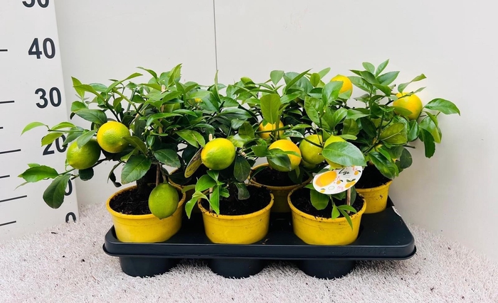 <h4>Citrus meyeri Lemon medi-stem</h4>