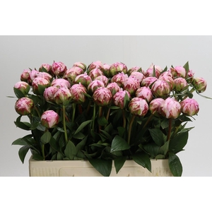 Paeonia Sarah Bernhardt