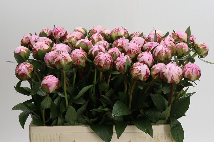 Paeonia Sarah Bernhardt