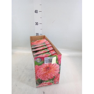 Dahlia   ...flowerbulbs