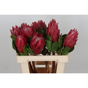 Protea Cynaroides Red Rex