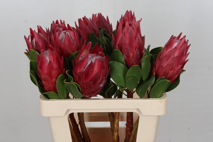 Protea Cynaroides Red Rex