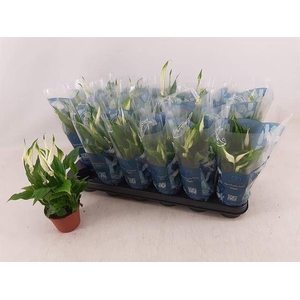 Spathiphyllum  'Chopin'