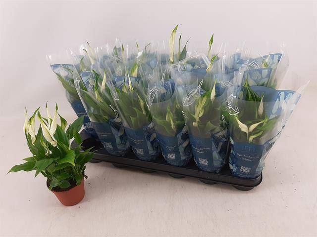 <h4>Spathiphyllum  'Chopin'</h4>