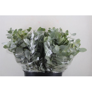 Euca Cinerea Short 150gr P Bunch