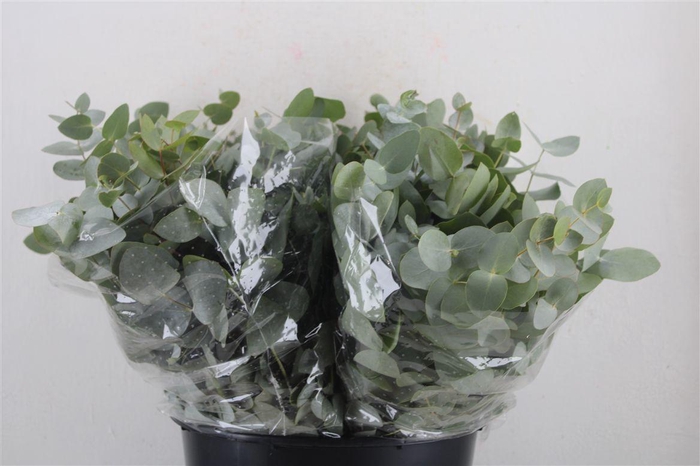 <h4>Euca Cinerea Short 150gr P Bunch</h4>