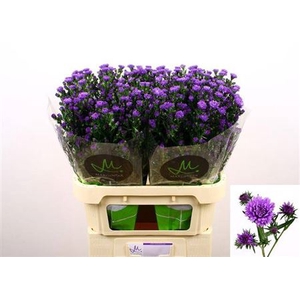 Aster Dark Milka