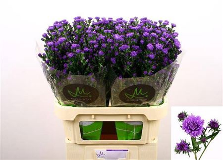 <h4>Aster Dark Milka</h4>