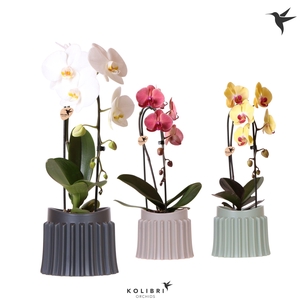 Kolibri Orchids Cascade Niagara Fall mix 1 spike in Raw pot mix