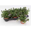 Scaevola aemula blauw
