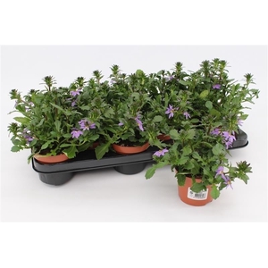 Scaevola aemula blauw