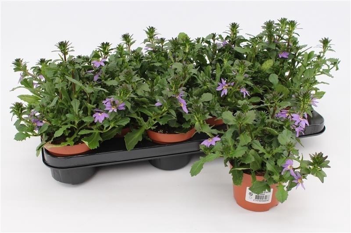 <h4>Scaevola aemula blauw</h4>