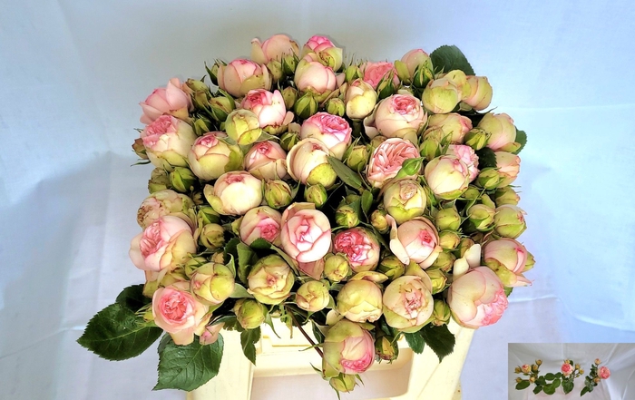 <h4>R TR BRIDAL PIANO</h4>