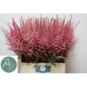 Astilbe romanze