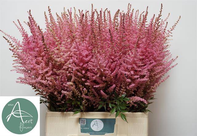 Astilbe romanze