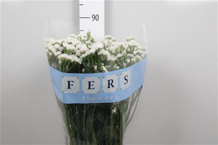 <h4>Lim S White Starl Wings</h4>