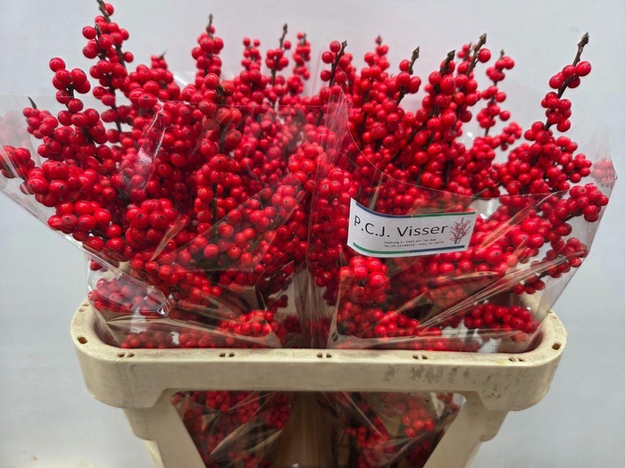 <h4>Ilex verticillata red</h4>