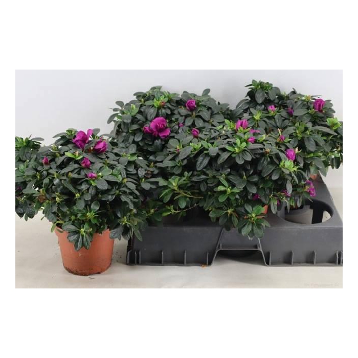 <h4>RHODO SI FLAMENCO</h4>